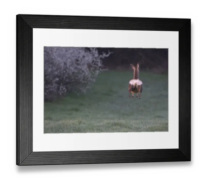 Framed Print : Roe deer (Capreolus capreolus) doe, leaping whilst running away, rear view, Vosges Framed Print : Roe deer (Capreolus capreolus) doe, leaping whilst running away, rear view, Vosges