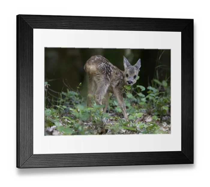 Framed Print : Roe deer (Capreolus capreolus) fawn, Vosges, France, June Framed Print : Roe deer (Capreolus capreolus) fawn, Vosges, France, June