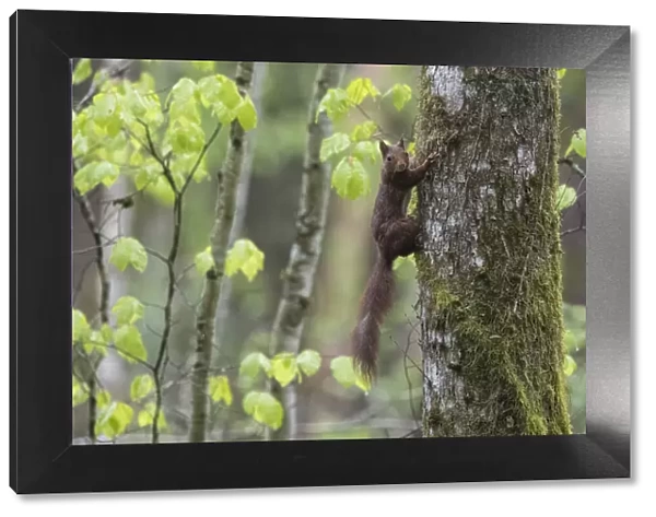 Red squirrel (Sciurus vulgaris) climbing tree trunk in forest, Vosges, France, May