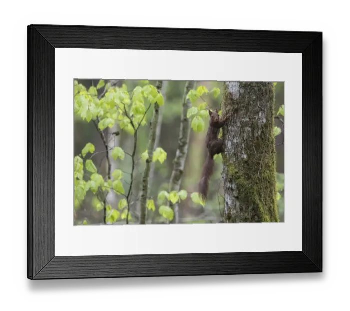 Framed Print : Red squirrel (Sciurus vulgaris) climbing tree trunk in forest, Vosges, France, May Framed Print : Red squirrel (Sciurus vulgaris) climbing tree trunk in forest, Vosges, France, May