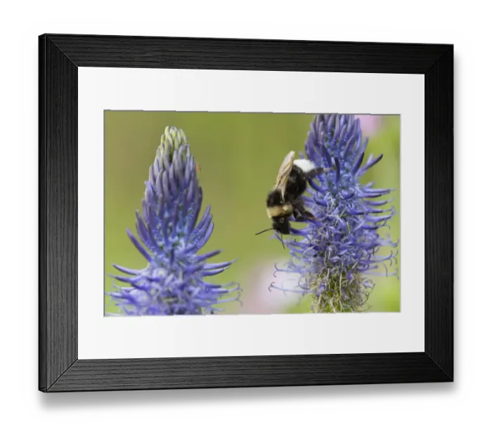 Framed Print : Bumblebee (Bombus) on Rampion flower (Phyteuma), France, May Framed Print : Bumblebee (Bombus) on Rampion flower (Phyteuma), France, May
