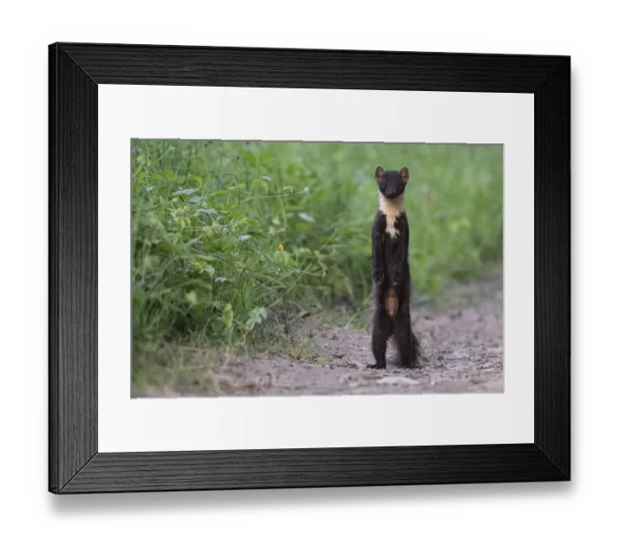 Framed Print : Pine marten (Martes martes) standing on hind legs, Vosges, France Framed Print : Pine marten (Martes martes) standing on hind legs, Vosges, France