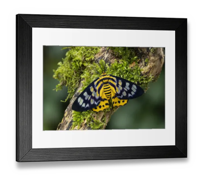 Framed Print : False tiger moth (Dysphania militaris) Isle of Marinduque, Philipines Framed Print : False tiger moth (Dysphania militaris) Isle of Marinduque, Philipines