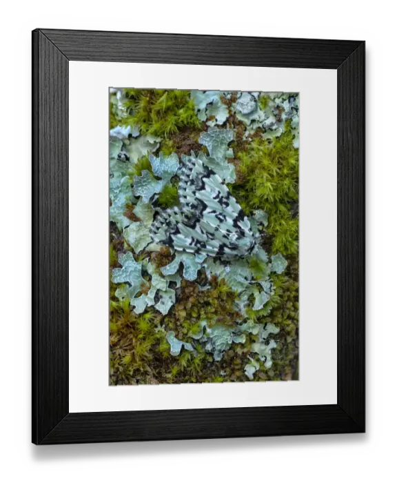 Framed Print : Scarce Merveille du Jour moth (Moma alpium) camouflaged against lichen, Beetzseeheide Framed Print : Scarce Merveille du Jour moth (Moma alpium) camouflaged against lichen, Beetzseeheide