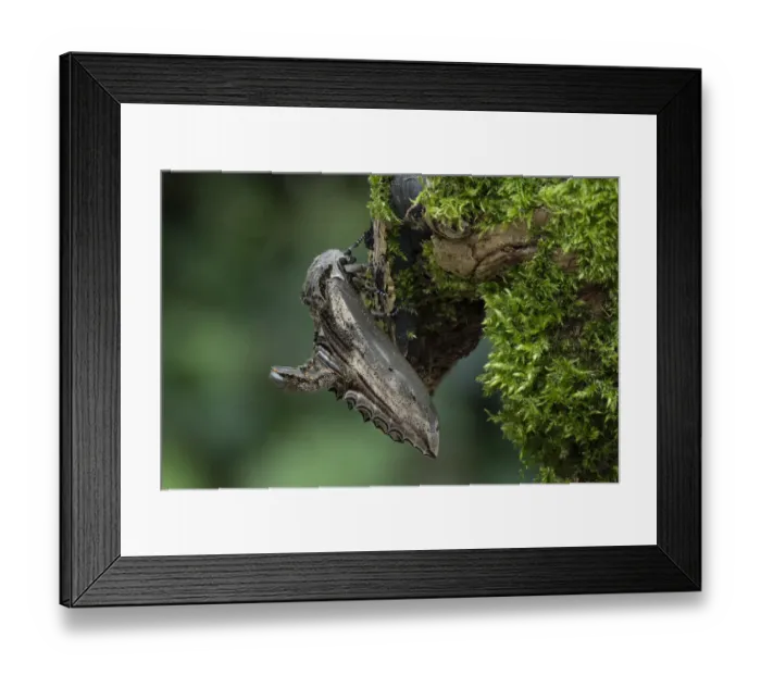 Framed Print : Apple hawk-moth (Langia zenzeroides formosana) Nzaus Mamei Jianshih Village Framed Print : Apple hawk-moth (Langia zenzeroides formosana) Nzaus Mamei Jianshih Village