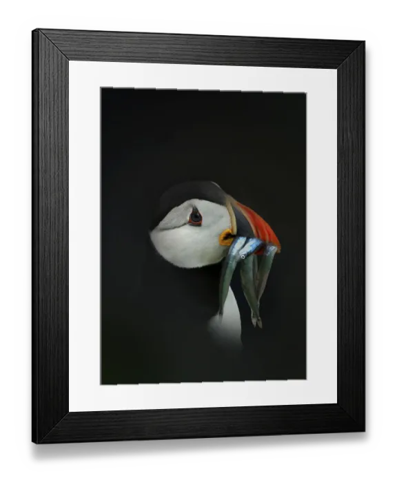 Framed Print : Atlantic puffin (Fratercula arctica) with beakful of fish, Saltee Islands, County Wexford Framed Print : Atlantic puffin (Fratercula arctica) with beakful of fish, Saltee Islands, County Wexford