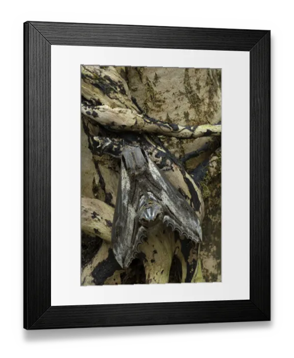 Framed Print : Apple hawk-moth (Langia zenzeroides formosana), Hsssinchu County, Taiwan