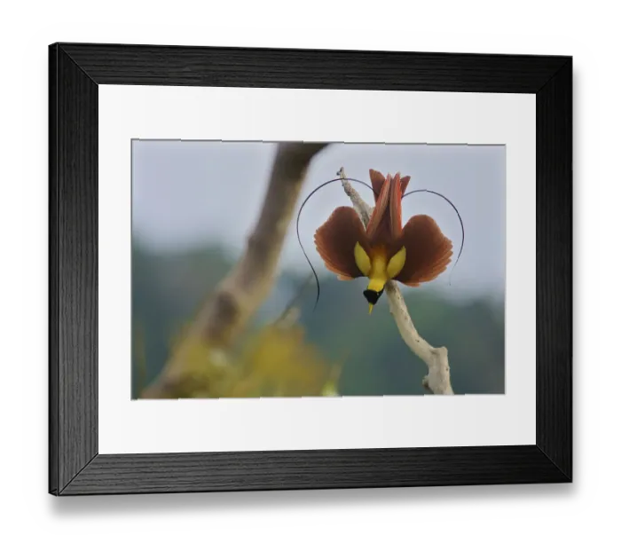 Framed Print : Red Bird-of-Paradise (Paradisaea rubra) male performing practice display at tree-top lek Framed Print : Red Bird-of-Paradise (Paradisaea rubra) male performing practice display at tree-top lek
