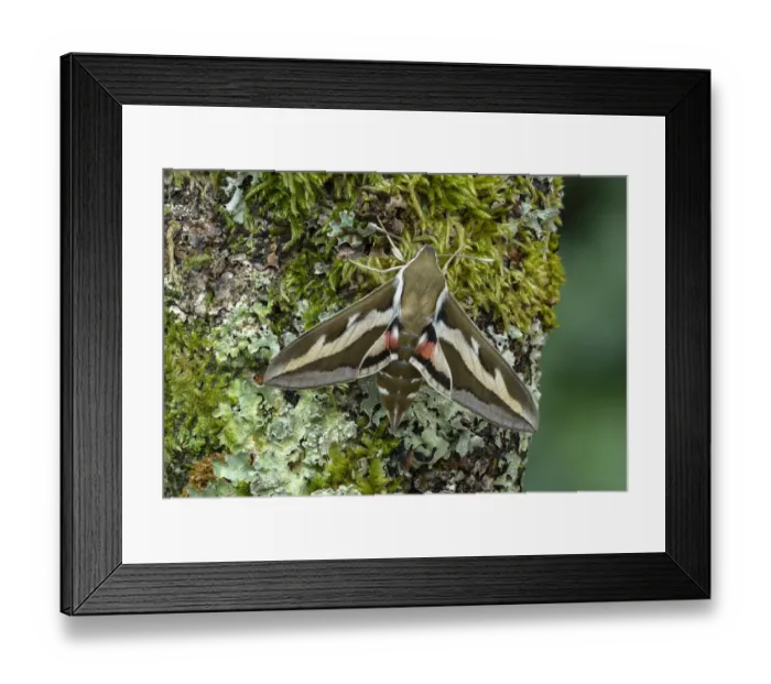 Framed Print : Bedstraw hawk-moth (Hyles gallii) Wallis, Switzerland, April. Controlled conditions Framed Print : Bedstraw hawk-moth (Hyles gallii) Wallis, Switzerland, April. Controlled conditions