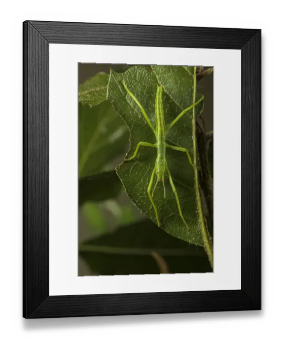 Framed Print : Lord Howe Island stick insect (Dryococelus australis), Bristol Zoo Gardens, Bristol, UK Framed Print : Lord Howe Island stick insect (Dryococelus australis), Bristol Zoo Gardens, Bristol, UK
