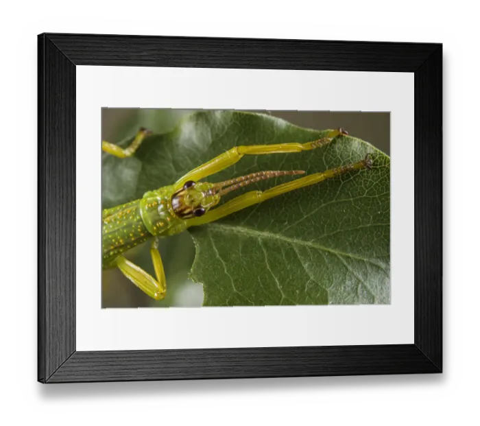 Framed Print : Close up of a Lord Howe Island stick insect (Dryococelus australis), Bristol Zoo Gardens