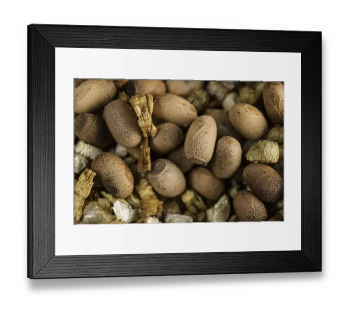 Framed Print : Lord Howe Island stick insect (Dryococelus australis) eggs developing in damp vermiculite Framed Print : Lord Howe Island stick insect (Dryococelus australis) eggs developing in damp vermiculite