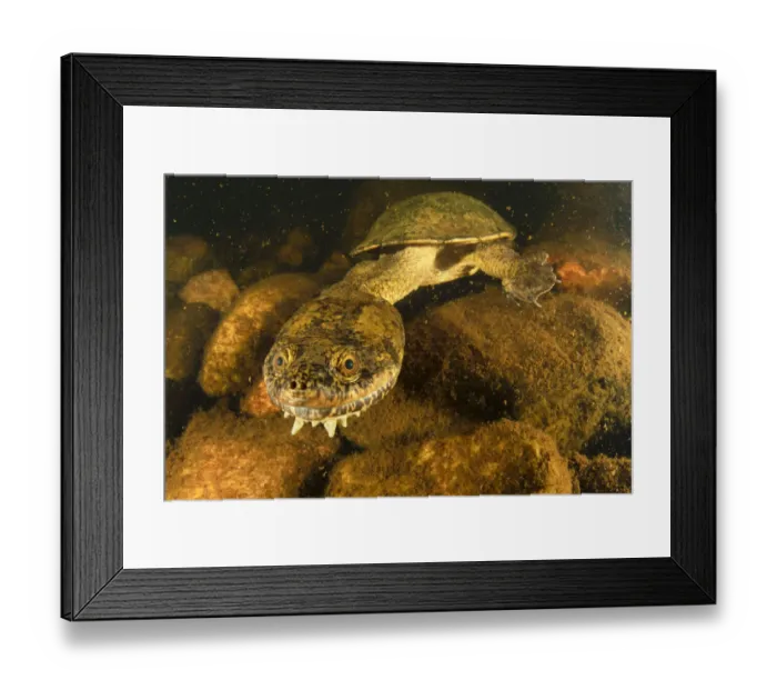 Framed Print : Sandstone long-necked turtle (Chelodina burrungandjii) actively foraging at night Framed Print : Sandstone long-necked turtle (Chelodina burrungandjii) actively foraging at night