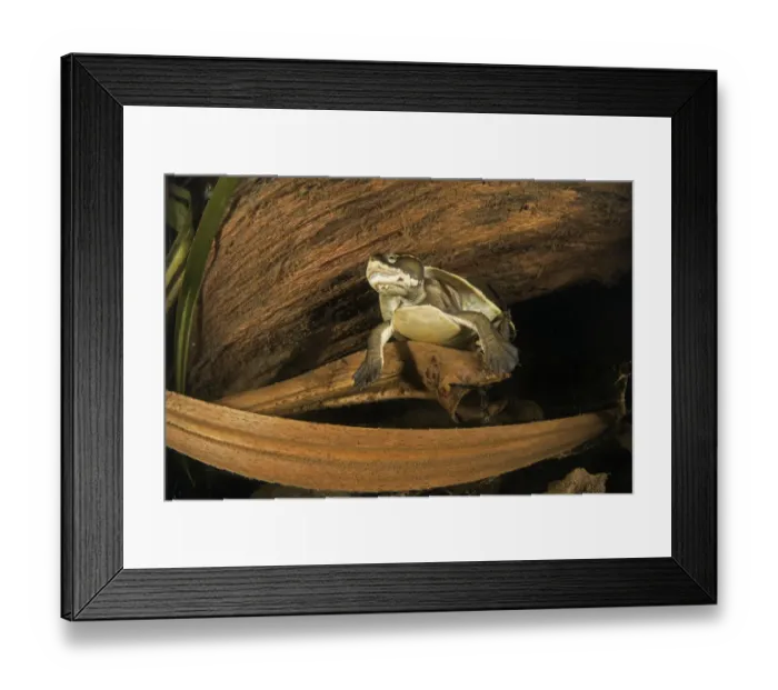 Framed Print : Worrells turtle (Emydura subglobosa worrelli), large adult female resting at night Framed Print : Worrells turtle (Emydura subglobosa worrelli), large adult female resting at night