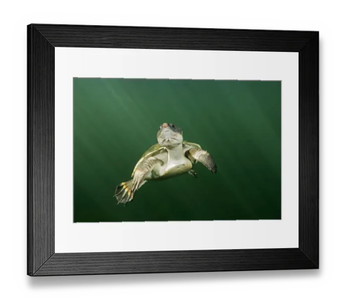 Framed Print : Yellow bellied snapping turtle (Elseya flaviventralis) about to surface for air Framed Print : Yellow bellied snapping turtle (Elseya flaviventralis) about to surface for air