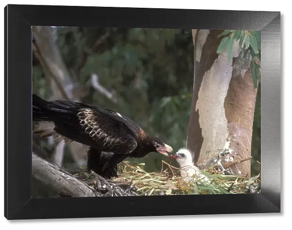 Wedge-tailed Eagle {Aquila audax} adult feeding chick at nest, New South Wales, Australia