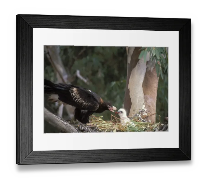 Framed Print : Wedge-tailed Eagle {Aquila audax} adult feeding chick at nest, New South Wales, Australia Framed Print : Wedge-tailed Eagle {Aquila audax} adult feeding chick at nest, New South Wales, Australia