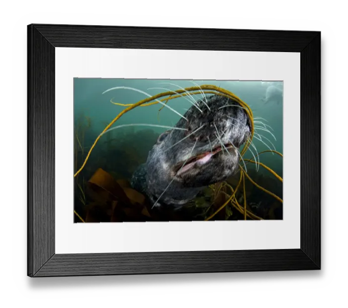 Framed Print : Grey seal (Halichoerus grypus) close-up underwater amongst kelp, Lundy Island Framed Print : Grey seal (Halichoerus grypus) close-up underwater amongst kelp, Lundy Island