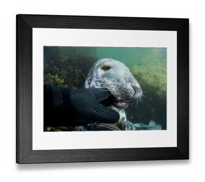 Framed Print : Grey seal (Halichoerus grypus) biting divers glove, Lundy Island, Bristol Channel Framed Print : Grey seal (Halichoerus grypus) biting divers glove, Lundy Island, Bristol Channel