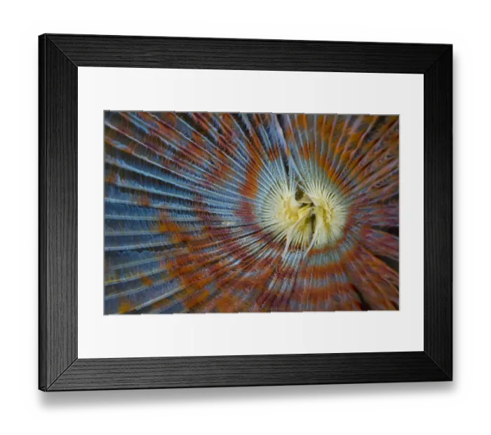 Framed Print : Detail of the filter feeding apendange of Peacock worm (Sabella pavonina) Loch Carron Framed Print : Detail of the filter feeding apendange of Peacock worm (Sabella pavonina) Loch Carron