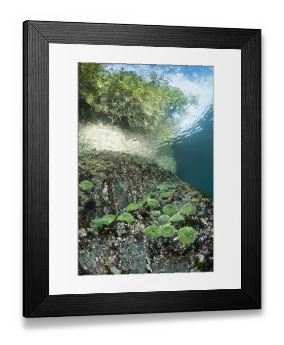 Framed Print : Green surf anemones (Anthopleura xanthogrammica) grow in shallow water below Framed Print : Green surf anemones (Anthopleura xanthogrammica) grow in shallow water below