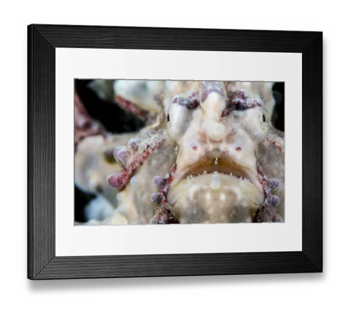 Framed Print : Warty / Clown frogfish (Antennarius maculatus) male portrait, Anilao, Batangas, Luzon Framed Print : Warty / Clown frogfish (Antennarius maculatus) male portrait, Anilao, Batangas, Luzon