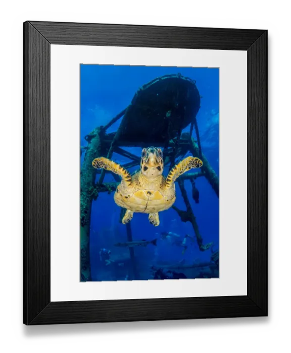 Framed Print : Hawksbill turtle (Eretmochelys imbricata) with the USS Kittiwake Framed Print : Hawksbill turtle (Eretmochelys imbricata) with the USS Kittiwake