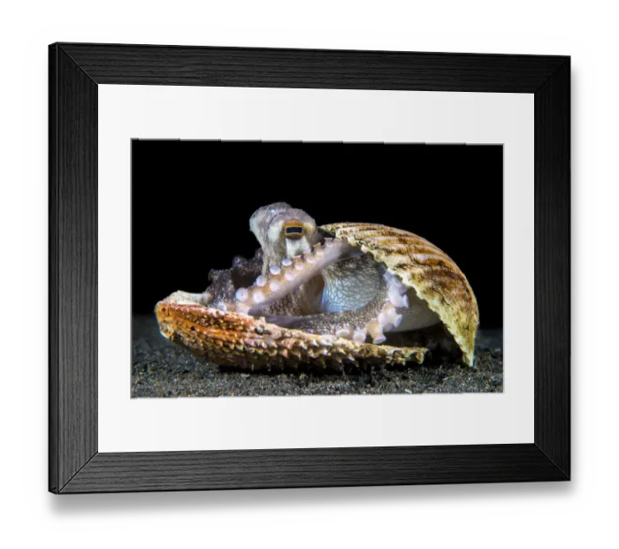 Framed Print : Veined octopus (Amphioctopus marginatus) sheltering in an old clam shell on the sandy
