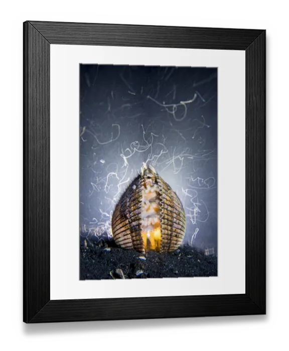 Framed Print : Veined octopus (Amphioctopus marginatus) sheltering in an old clam shell Framed Print : Veined octopus (Amphioctopus marginatus) sheltering in an old clam shell