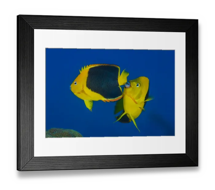 Framed Print : Pair of Rock beauty angelfish (Holacanthus tricolor) spawning at dusk Framed Print : Pair of Rock beauty angelfish (Holacanthus tricolor) spawning at dusk