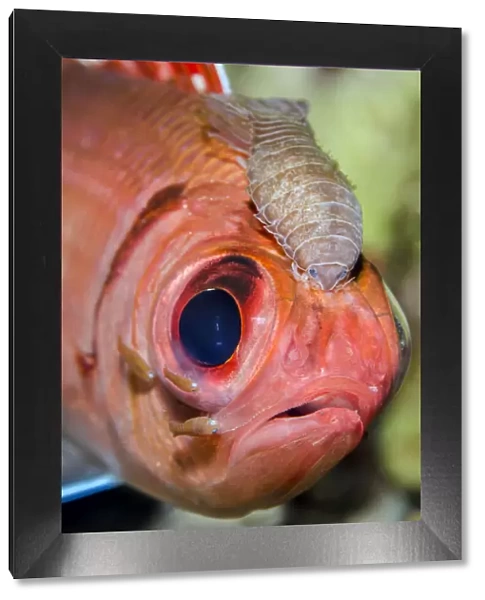 Portrait of a Blackbar soldierfish (Myripristis jacobus