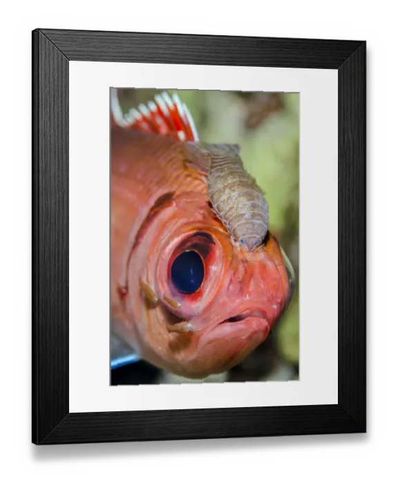 Framed Print : Portrait of a Blackbar soldierfish (Myripristis jacobus Framed Print : Portrait of a Blackbar soldierfish (Myripristis jacobus