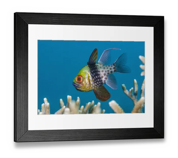 Framed Print : A male pajama cardinalfish (Sphaeramia nematoptera) incubating eggs in his mouth Framed Print : A male pajama cardinalfish (Sphaeramia nematoptera) incubating eggs in his mouth