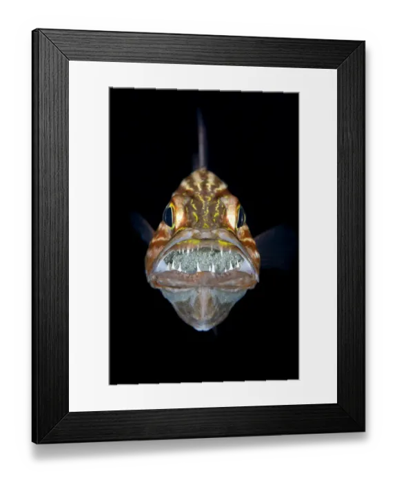 Framed Print : Tiger cardinalfish (Cheilodipterus macrodon) male mouth brooding a clutch of eggs behind Framed Print : Tiger cardinalfish (Cheilodipterus macrodon) male mouth brooding a clutch of eggs behind