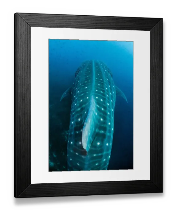Framed Print : Large Whale shark (Rhincodon typus) swimming over a reef Framed Print : Large Whale shark (Rhincodon typus) swimming over a reef