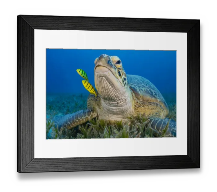 Framed Print : Green turtle (Chelonia mydas) resting on sea floor and two juvenile Golden trevally