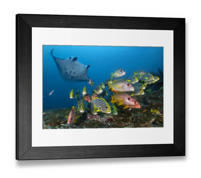 Framed Print : Reef manta (Mobula alfredi) visiting a cleaning station on a coral reef with a school of Framed Print : Reef manta (Mobula alfredi) visiting a cleaning station on a coral reef with a school of