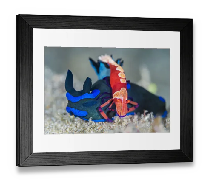 Framed Print : Emperor shrimp (Zenopontonia rex) female rides on the back of a nudirbranch Framed Print : Emperor shrimp (Zenopontonia rex) female rides on the back of a nudirbranch