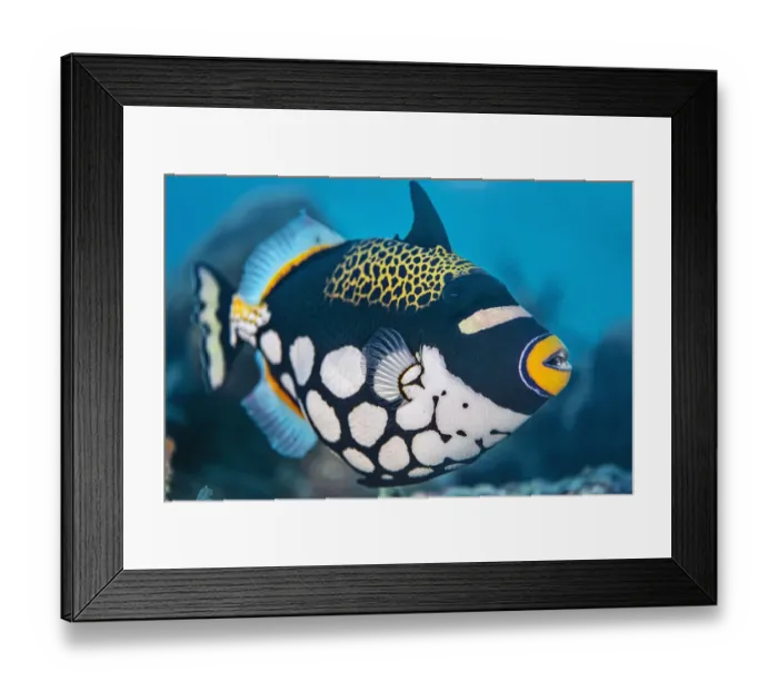 Framed Print : A portrait of a clown triggerfish (Balistoides conspicillum) on a coral reef Framed Print : A portrait of a clown triggerfish (Balistoides conspicillum) on a coral reef