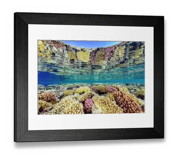 Framed Print : Hard corals (including Acropora sp. Platygyra sp. and Pocillopora spp.) growing in shallow water and reflected in the surface. Ras Umm Sid, Sharm El Sheikh, Sinai, Egypt. Red Sea Framed Print : Hard corals (including Acropora sp. Platygyra sp. and Pocillopora spp.) growing in shallow water and reflected in the surface. Ras Umm Sid, Sharm El Sheikh, Sinai, Egypt. Red Sea