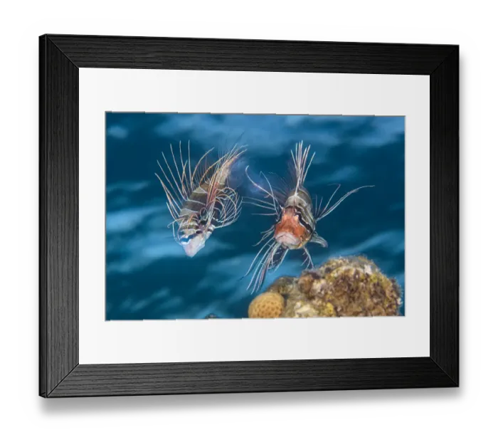 Framed Print : Clearfin lionfish (Pterois radiata) mating. The female (left Framed Print : Clearfin lionfish (Pterois radiata) mating. The female (left