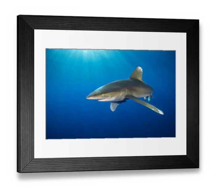 Framed Print : Oceanic whitetip shark (Carcharhinus longimanus) swims in open waters Framed Print : Oceanic whitetip shark (Carcharhinus longimanus) swims in open waters