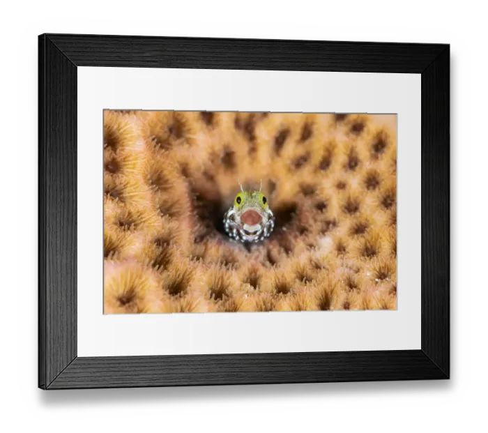 Framed Print : Portrait of the face of a Spinyhead blenny (Acanthemblemaria spinosa Framed Print : Portrait of the face of a Spinyhead blenny (Acanthemblemaria spinosa