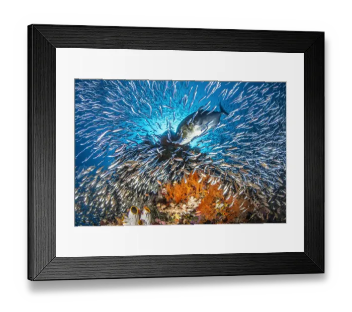 Framed Print : RF - A giant trevally (Caranx ignobilis) scatters baitfish (silversides and cardinalfish Framed Print : RF - A giant trevally (Caranx ignobilis) scatters baitfish (silversides and cardinalfish