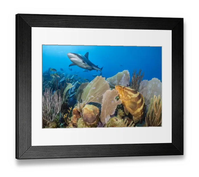 Framed Print : Caribbean reef shark (Carcharhinus perezi) swimming over a coral reef Framed Print : Caribbean reef shark (Carcharhinus perezi) swimming over a coral reef