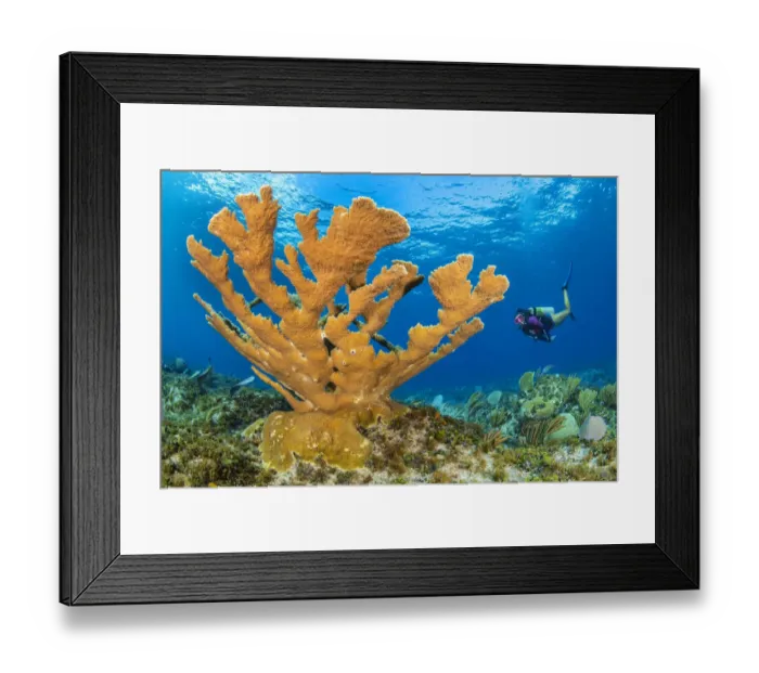 Framed Print : Diver approaches a large colony of Elkhorn coral (Acropora palmata Framed Print : Diver approaches a large colony of Elkhorn coral (Acropora palmata
