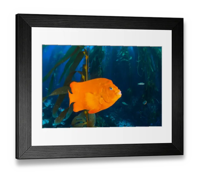 Framed Print : Orange garibaldi damselfish (Hypsypops rubicundus) in a giant kelp (Macrocystis pyrifera