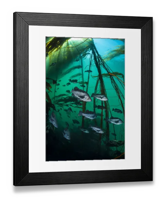Framed Print : Black rockfish (Sebastes melanops) school shelter in a bull kelp forest Framed Print : Black rockfish (Sebastes melanops) school shelter in a bull kelp forest