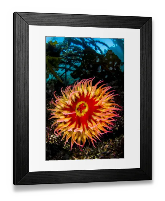 Framed Print : White-spotted anemone / Strawberry anemone (Utricina lofotensis Framed Print : White-spotted anemone / Strawberry anemone (Utricina lofotensis