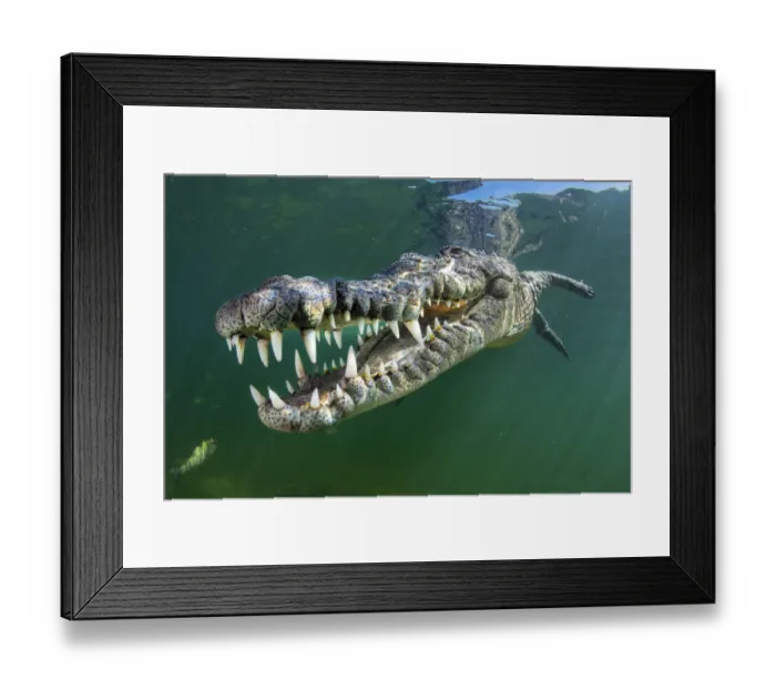 Framed Print : RF - American crocodile (Crocodylus acutus) swims through sunrays Framed Print : RF - American crocodile (Crocodylus acutus) swims through sunrays